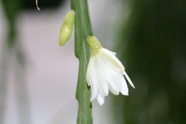 http://www.cloudjungle.com/CloudJungle/Cactaceae/Lepismium/Lepismium warmingianum flower.jpg